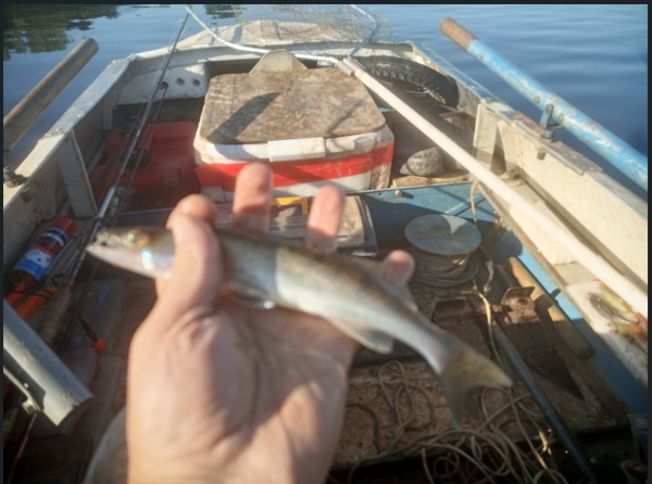 Снимок экрана 2025-07-17 151118.png