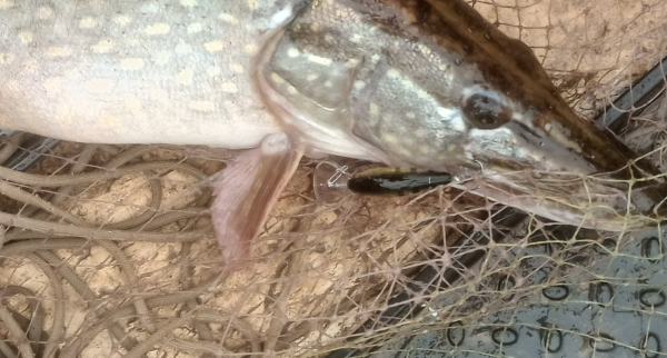 Снимок экрана 2025-07-15 163752.png