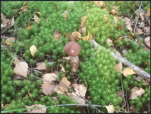 Снимок экрана 2025-08-21 154909.png