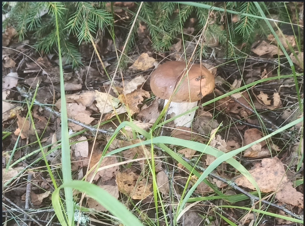 Снимок экрана 2025-08-21 155009.png