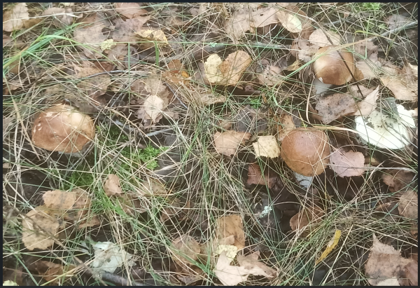 Снимок экрана 2025-08-27 102708.png