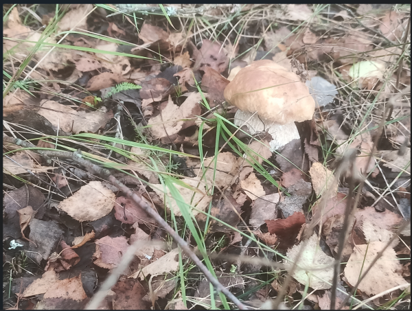 Снимок экрана 2025-08-27 102638.png