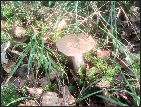 Снимок экрана 2025-08-21 155026.png