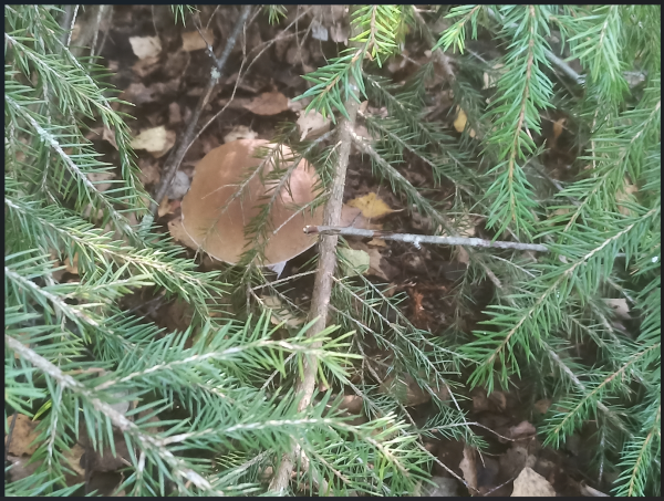 Снимок экрана 2025-08-21 155042.png