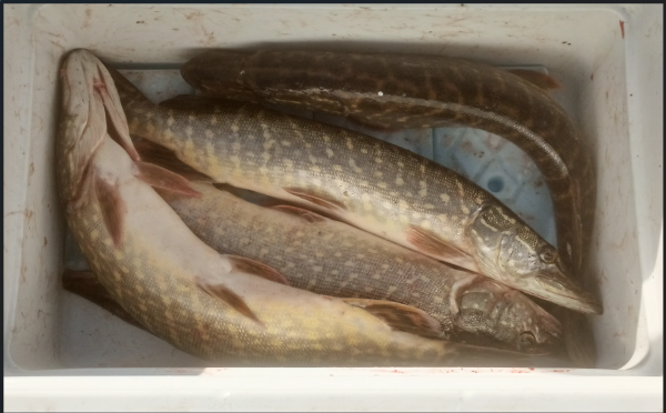 Снимок экрана 2025-09-25 164728.png