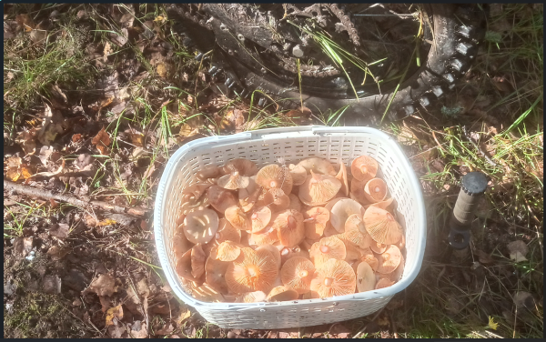 Снимок экрана 2025-09-04 210914.png