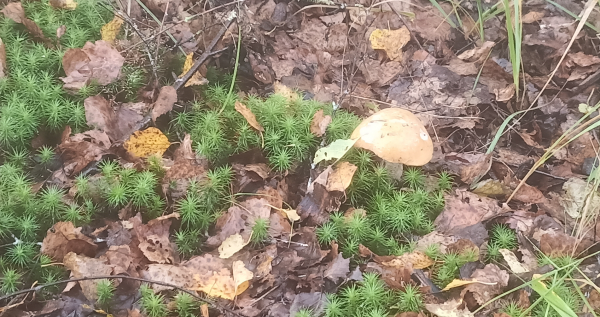 Снимок экрана 2025-09-24 183903.png