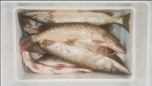 Снимок экрана 2025-10-03 190128.png