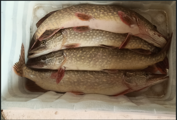 Снимок экрана 2024-11-19 213352.png