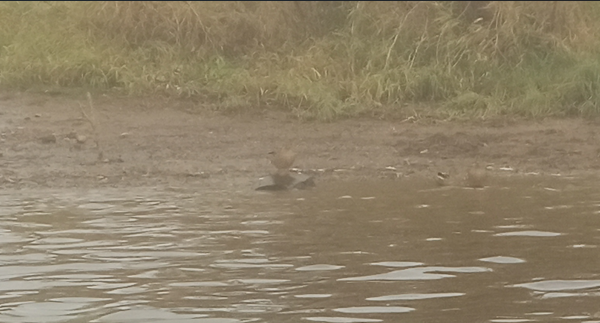 Снимок экрана 2025-10-16 222330.png