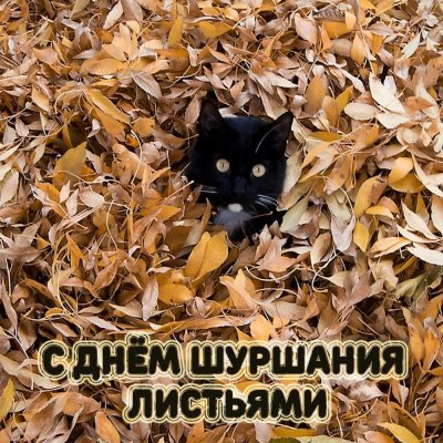 kartinka-s-dnem-shourshaniya-listyami.jpg