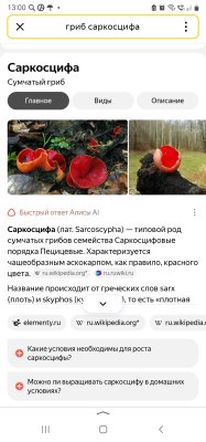 Screenshot_20260419-130023_Yandex Start.jpg