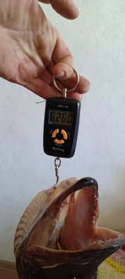 IMG_20260516_162038_226.jpg