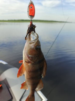 IMG_20260519_072906_987.jpg