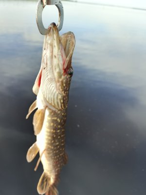IMG_20260519_073312_305.jpg
