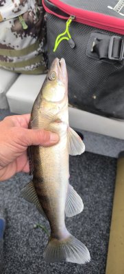 IMG_20260523_063739.jpg