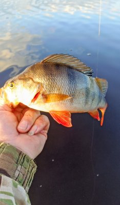 IMG_20260625_201831_201~2.jpg