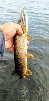 IMG_20260619_121718_254~2.jpg