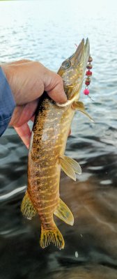 IMG_20260619_172530_306~2.jpg