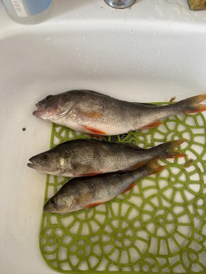 IMG_0159.jpeg