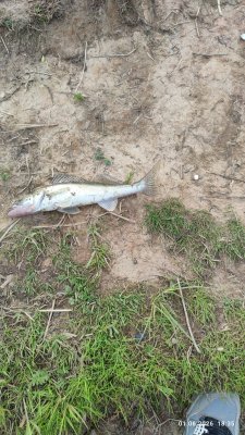 IMG_20260601_183520.jpg