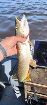 IMG_20260608_113003.jpg