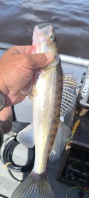 IMG_20260608_130626.jpg