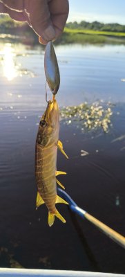 IMG_20260610_201250.jpg