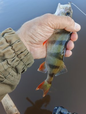 IMG_20260615_065241_990.jpg