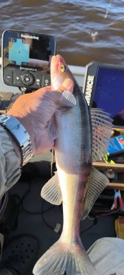 IMG_20260619_194509.jpg