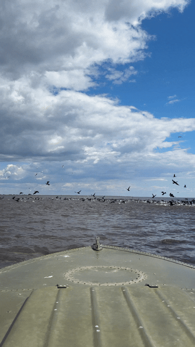 IMG_6214.gif