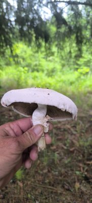 IMG_20260618_093124.jpg