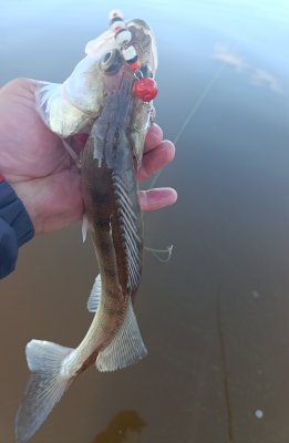 IMG_20260721_230636.thumb.jpg.71f58670af58ba69c7d0697643a8c588.jpg