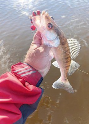 IMG_20260721_230725.thumb.jpg.4df05291d14593e5a025e7446372948e.jpg