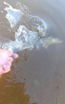 IMG_20260721_230908.thumb.jpg.0c696202f440494b9ba24e268277836f.jpg