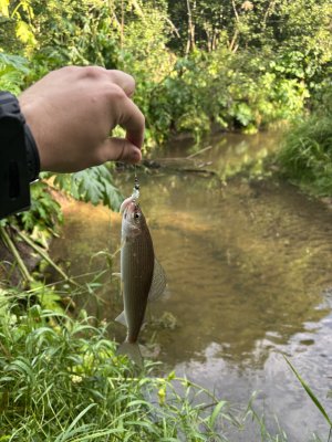 IMG_6115.jpeg