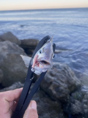 IMG_7406.thumb.jpeg.b170f2d1bfd7ff5aa1a1e0ab9824fd12.jpeg