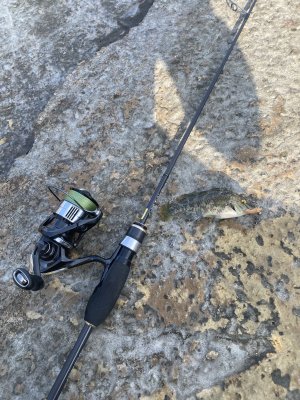 IMG_7504.thumb.jpeg.d7edd6b35d9d432619b10f1b04b760ae.jpeg