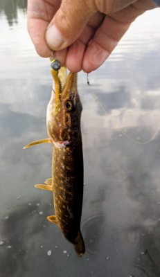 IMG_20260817_193908_853~2.jpg