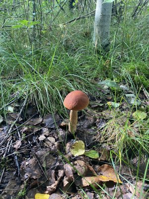 IMG_0349.jpeg