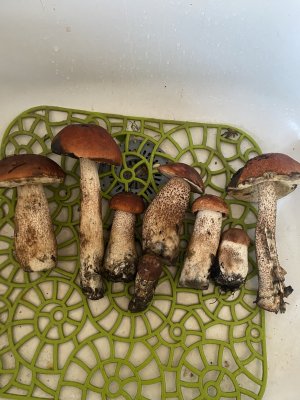 IMG_0352.jpeg