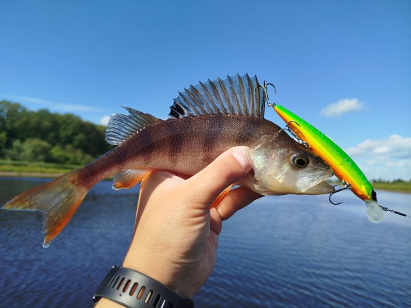 IMG_20260810_111955.thumb.jpg.32a70571445b0f9e0e72e1ae43718742.jpg