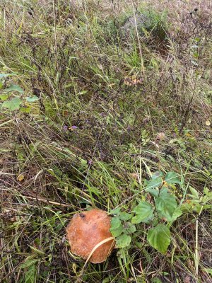 IMG_0390.jpeg