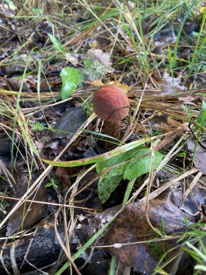 IMG_0393.jpeg